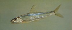 Squalidus argentatus