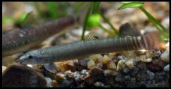 Aborichthys elongatus - Click for species page