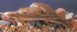 Barbatula barbatula - Click for species page