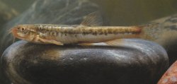 Hedinichthys minuta