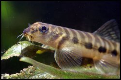 Nemacheilus stigmofasciatus - Click for species page