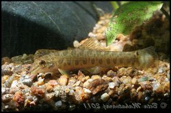 Paracanthocobitis mooreh - Click for species page