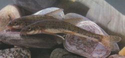 Triplophysa leptosoma - Click for species page