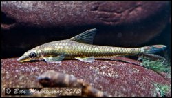 Psilorhynchus sucatio - Click for species page