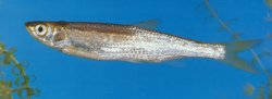 Hemiculterella sauvagei - Click for species page