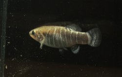 Anatolichthys danfordii - Click for species data page