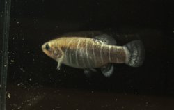 Anatolichthys danfordii