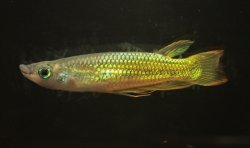 Aplocheilus lineatus