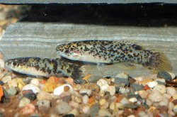 Fundulus chrysotus - Click for species page