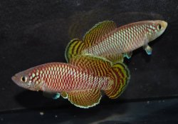 Nothobranchius korthausae - Click for species page