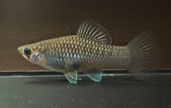 Phallichthys amates - Click for species page