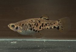 Phalloceros caudimaculatus - Click for species page