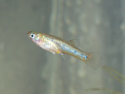 Poeciliopsis gracilis - Click for species page