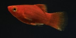 Xiphophorus maculatus - Click for species page