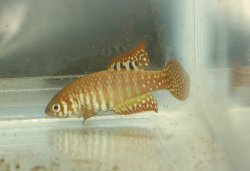 Simpsonichthys zonatus - Click for species data page