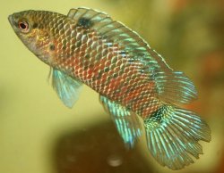 Badis badis - Click for species page