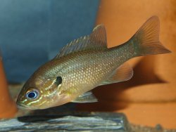 Lepomis auritus - Click for species page