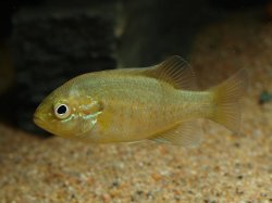 Lepomis auritus