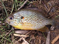 Lepomis gibbosus - Click for species page