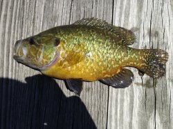 Lepomis gulosus - Click for species page