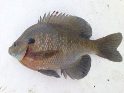 Lepomis macrochirus - Click for species data page
