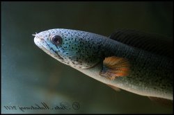 Channa barca - Click for species page