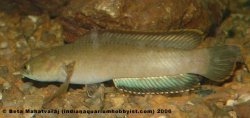 Channa gachua - Click for species data page
