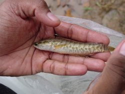 Channa punctata - Click for species data page