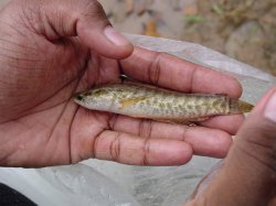 Channa punctata