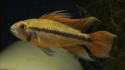 Apistogramma cacatuoides - Click for species page