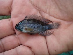 Apistogramma linkei - Click for species page