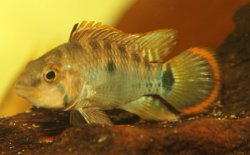 Apistogramma nijsseni