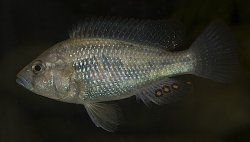 Astatotilapia desfontainii - Click for species data page