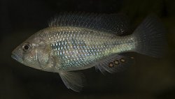 Astatotilapia desfontainii - Click for species page