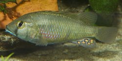 Astatotilapia flavijosephii - Click for species page