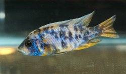 Aulonocara baenschi - Click for species data page