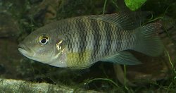 Benitochromis batesii - Click for species page