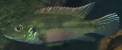 Benitochromis conjunctus - Click for species page