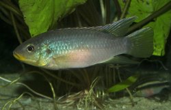 Benitochromis finleyi - Click for species data page