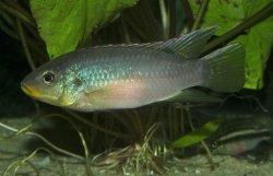 Benitochromis finleyi - Click for species page