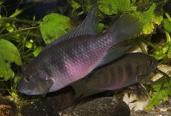 Benitochromis nigrodorsalis - Click for species page