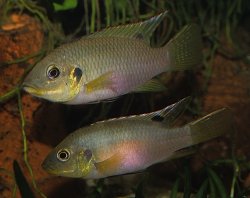 Benitochromis riomuniensis - Click for species page