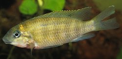 Chilochromis duponti