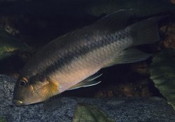 Chromidotilapia cavalliensis - Click for species page