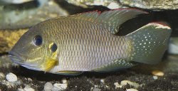 Chromidotilapia kingsleyae - Click for species page