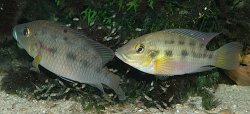 Chromidotilapia kingsleyi - Click for species page