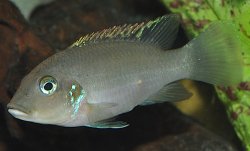 Chromidotilapia linkei - Click for species page