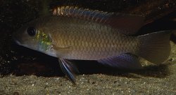 Chromidotilapia mamonekenei - Click for species page