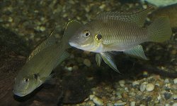 Chromidotilapia melaniae - Click for species page