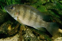 Chromidotilapia regani - Click for species page